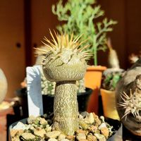 パキポディウム・グラキリス,パキポディウム・レウコキサンツム,コーデックス,パキポディウム属の画像