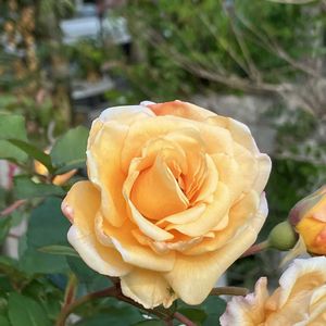 バラ,ルリマツリ,ハナアブ,オキザリス・ルテオラ,キタテハ(タテハチョウ科)の画像