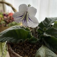 ストレプトカーパス,フィッシュボーンカクタス,アガベ・ベネズエラ,デッキア,オルソフィツム グルケニーの画像