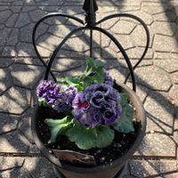 パンジー・ビオラ,パンジー,パンジー　ドラキュラ,鉢植え,ガーデニングの画像