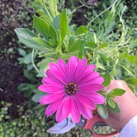 オステオスペルマムの画像