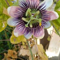 トケイソウの画像