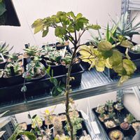 ポリシャス,ポリシャス マルギナータ,ポリシャス マルギナータ,植物育成ライト,冬越しの画像