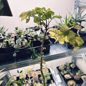 ポリシャス,ポリシャス マルギナータ,ポリシャス マルギナータ,植物育成ライト,冬越しの画像