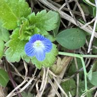 オオイヌノフグリ,ひめじょおん,小春日和,実家周辺,ほとけのざの画像