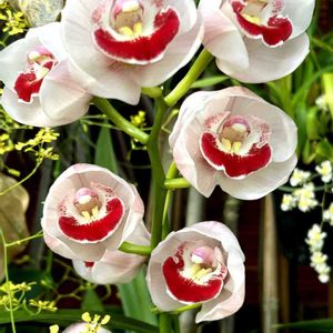 シンビジウム,温室,浜松市フラワーパークの画像