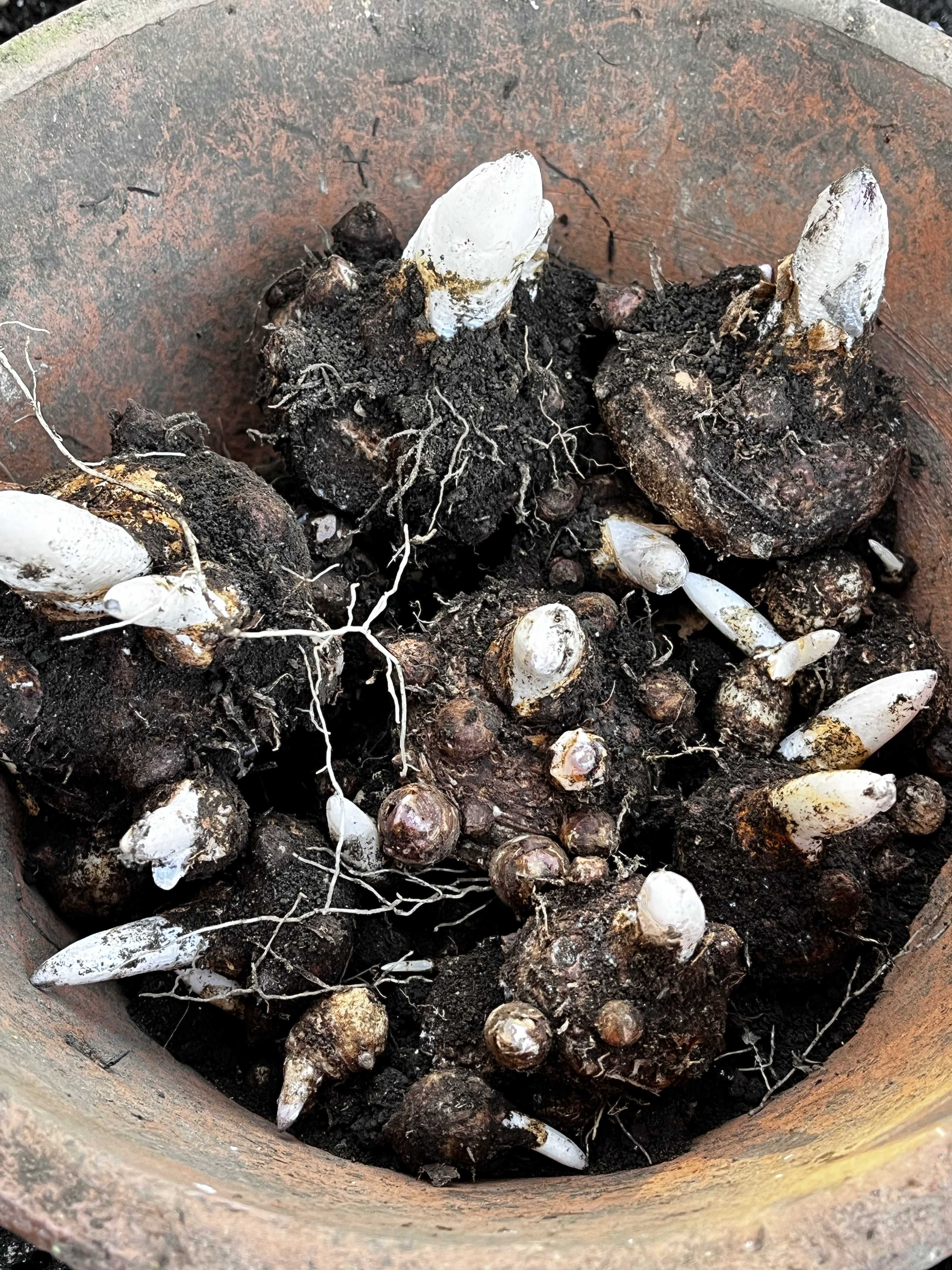 クボタテンナンショウ 球根 テンナンショウの育て方｜植え付けや植え替えの時期は？｜🍀GreenSnap