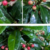 アリッサム,十両の画像