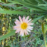 マーガレットの画像