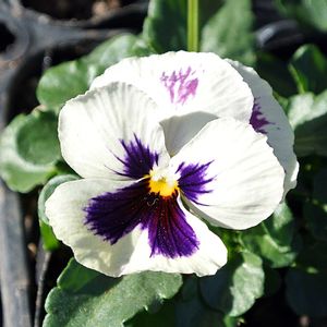 パンジー・スミレ,花びら,ビオラ・パンジー,種まきから育てる,蕾 つぼみの画像