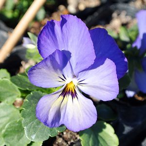 ﾊﾟﾝｼﾞｰ・スミレ,花びら,ビオラ・パンジー,種まきから育てる,蕾 つぼみの画像