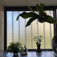 コーヒーの木,ダバリア　ラビットフッド,多肉植物,観葉植物,植物のある暮らしの画像