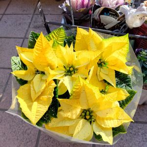 ガーデンシクラメン,トリフォリウム プリンセスクローバー,雑貨好き♡,ガーデニング雑貨,ポインセチア♡の画像