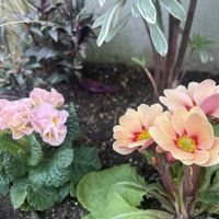 ストック,プリムラ,チョコレートコスモス,アリストロメリア,アルテラナンテラの画像