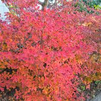 ガジュマル,胡蝶蘭,デンドロビューム,アボカド鉢植え,ドウダンツツジ紅葉の画像