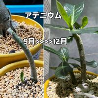 アデニウム,挿し木の画像