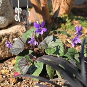リーフ好き☘.۰•゜,地植え,かわいいな♡,成長が楽しみ,お花好きの画像