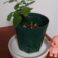 バラ,ミニバラ,挿し木,根っこ,挿し木にチャレンジの画像