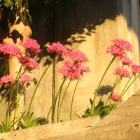 アルメリアの画像