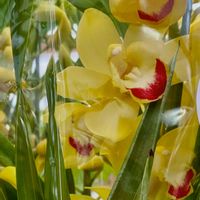 シンビジウム,シンビジウム,ヤツデ,ヤツデ,オタフクナンテンの画像