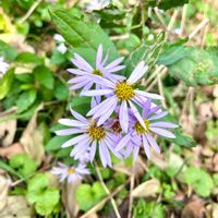 ノコンギクの画像