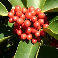 クロガネモチの画像