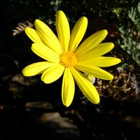 ユリオプスデージーの画像