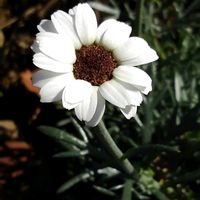 ローダンセマムの画像