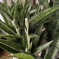 サンスベリア,サンスベリアパゴダの画像