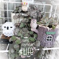 ハートカズラ,桜牡丹,桜月,桜月,コエビソウの画像