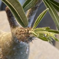 パキポディウム・グラキリス,パキポディウム・グラキリス,#パキポディウム•グラキリスの画像