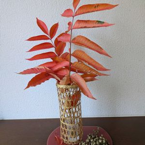 ハゼノキ,ハゼノキ,ハゼノキの実。,いけばな,花のある暮らしの画像