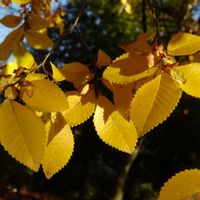 紅葉,アキニレ,植栽,ニレ科,東京都農林総合研究センターの画像