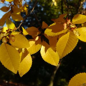 紅葉,アキニレ,植栽,ニレ科,東京都農林総合研究センターの画像