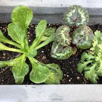 デージー,ノースポールの画像