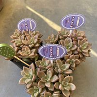  ブロンズ姫, ブロンズ姫,普及種,植中毒,タニラーの画像