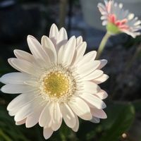 ガーベラ,ツバキ,ムスカリ,ルビーネックレス,ダイヤモンドリリーの画像