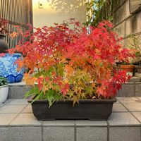 モミジ,モミジ,シダ,山もみじ,山もみじの画像