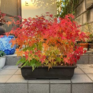 モミジ,モミジ,シダ,山もみじ,山もみじの画像