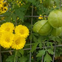 フウセンカズラ,シマカンギク,チーム千葉✿︎の画像