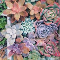 だるま秀麗,ふっくら娘,多肉色々,キュービック フロスト,トイレ・洗面所の画像