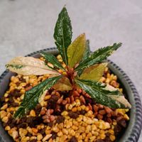 ヤブコウジ,ヤブコウジ,山野草,テラスの画像