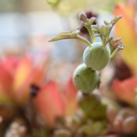 七宝樹,多肉植物,植中毒,タニラー,岩手県の画像