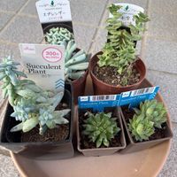 樹氷,南十字星,スプレンダー,多肉植物,多肉大好きの画像