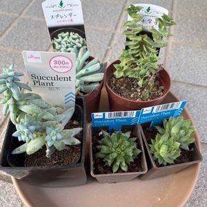 樹氷,南十字星,スプレンダー,多肉植物,多肉大好きの画像