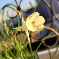 スイセン,ペチコート水仙,原種系スイセン カンタブリカス,原種系 スイセン,原種水仙 モノフィラスの画像