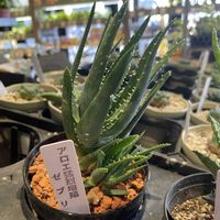 アロエ,アロエ ゼブリナ,アロエ　キムウォンボ,アロエ金元宝,勝手に7日は爪エッジ棘の日の画像