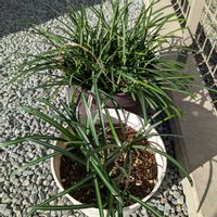 リコリス,彼岸花　ひがんばな,球根,球根植物,今日の一枚の画像