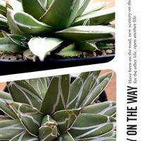アガベ　パリー,アガベ・五色万代,アガベ　笹の雪,アガベ 風雲神錦,アガベ属の画像