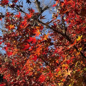 庭園,紅葉（こうよう）,ビューティフル サンデー,お出かけ先の画像